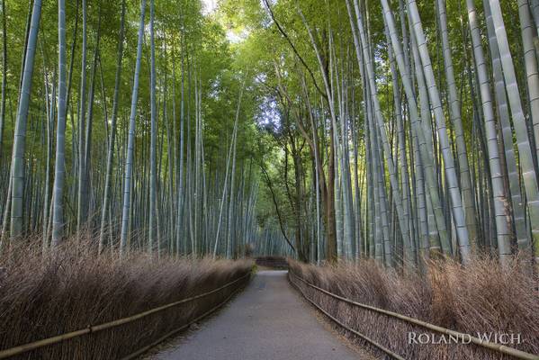 Kyoto - Bamboo Forest
