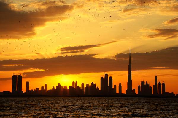 Flock of seagulls over Dubai sunset