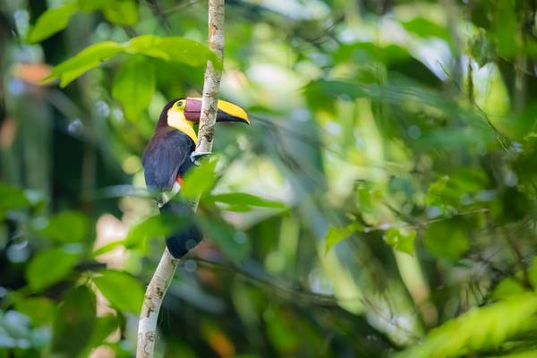 Toucan Keeping an Eye on What We are Doing