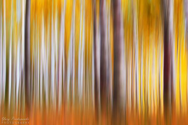 Autumn Forest Abstract