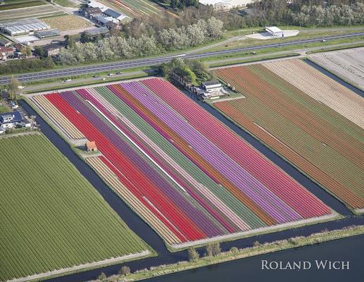 Holland - Tulip Fields from the air