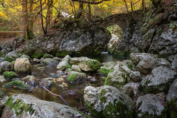 Sava Bohinjka