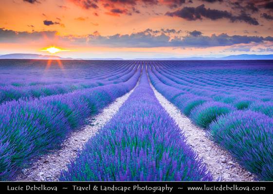 France - Provence - Valensole - Lavender Field at Sunset
