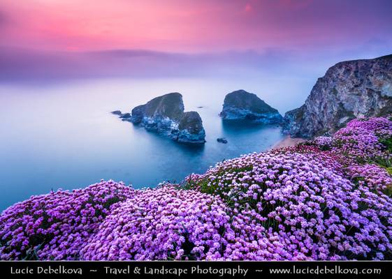 UK - England - Cornwall - Newquay - Whipsiderry Beach at Porth with Sea Pink or Purple Sea Thrift Flower in bloom