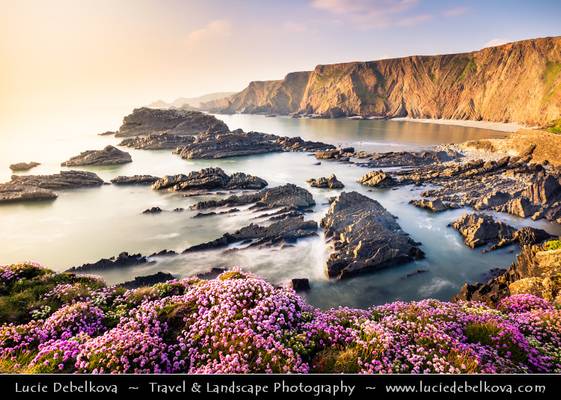 UK - England - Devon - Hartland Quay & its dramatic coastline with Sea Pink or Purple Sea Thrift Flower in bloom