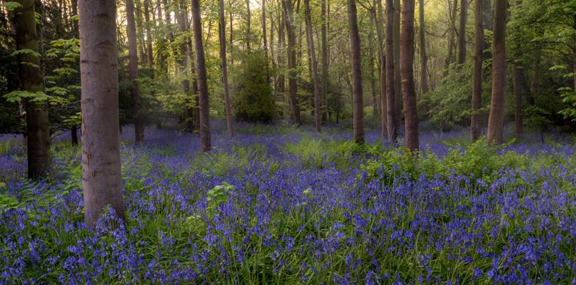 Bluebells