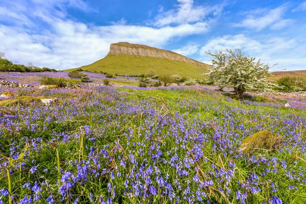 Bluebell Meadow on the Slopes of Benbulben"