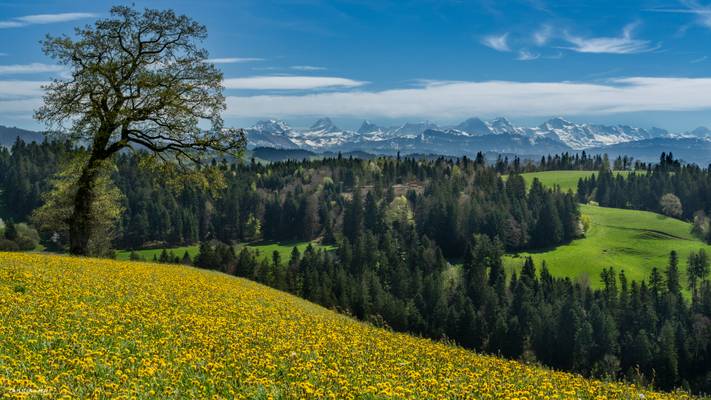 Les Alpes Bernoises depuis les crêtes de Lochgrabe