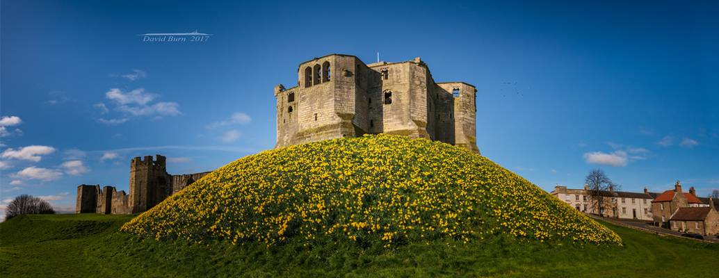 Castle & Daffodils