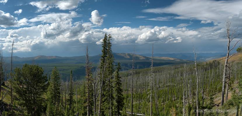 Yellowstone panorama