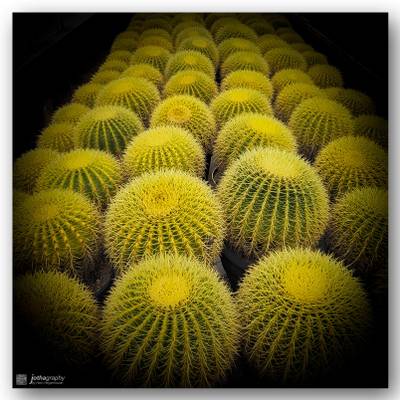 A sea of cactus