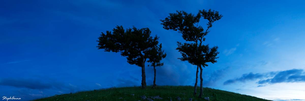 Blue hour trees