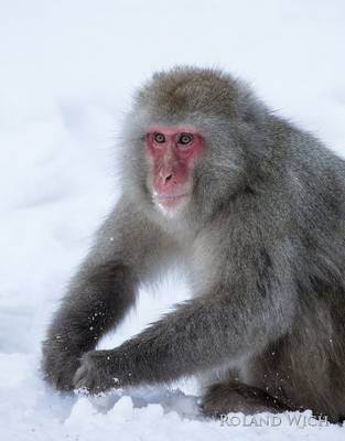 Shibu Onsen Snow Monkey Park