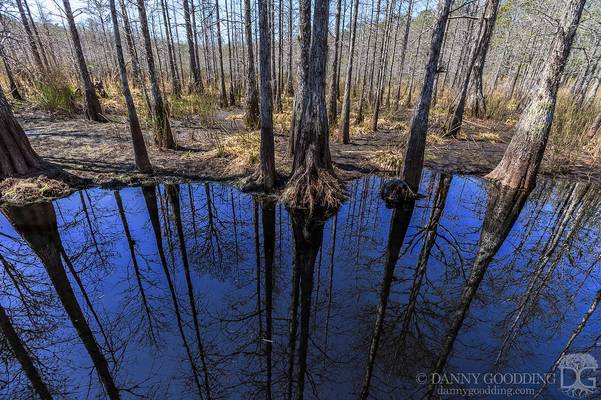 Dark water + blue sky + proper angle = portal to the Upside Down? (Cypress dome swamp in Florida) [OC] [1600x1066]