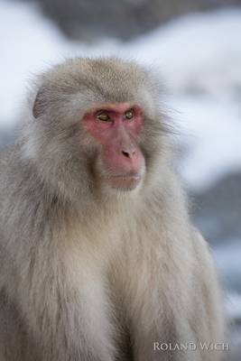 Shibu Onsen Snow Monkey Park