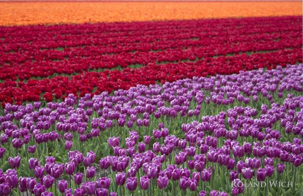 Holland - Tulip Fields
