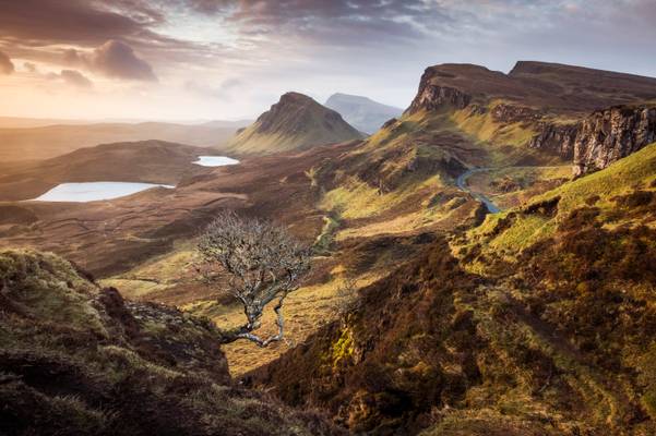 The Trotternish Tree