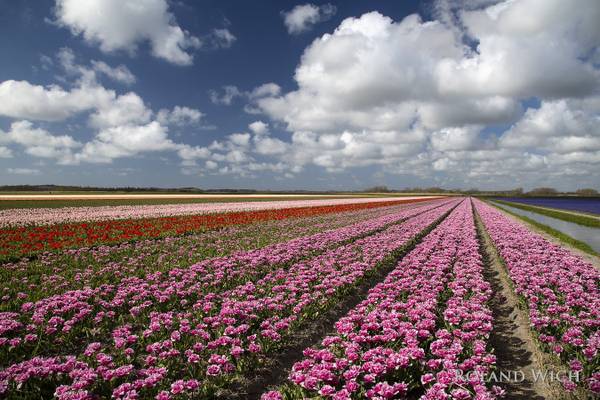 Holland - Tulip Fields