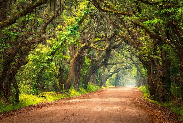 Edisto Island South Carolina Dirt Road Landscape Charleston SC