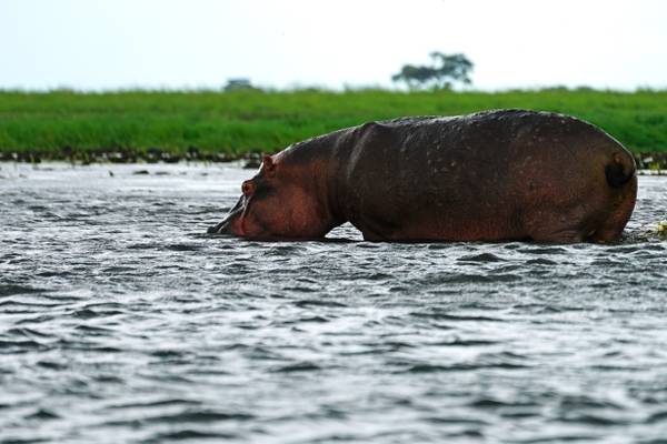 Hippo in the Chobe River, Botswana