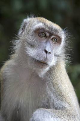 Monkey at Butu Caves