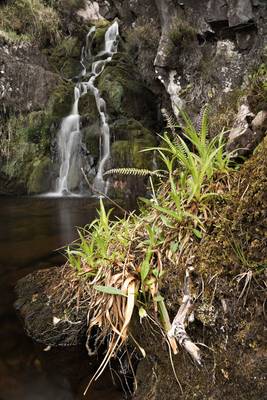 A wee waterfall and some greenery