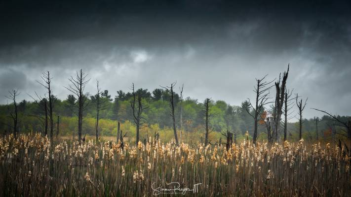 Wetland Snags