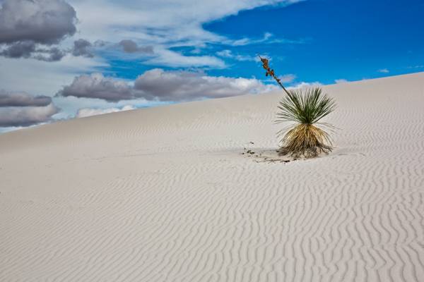 Lone Yucca, White Sands