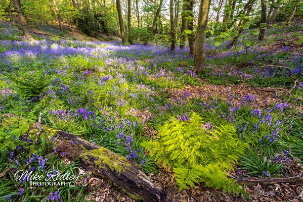 The bluebell woods ...