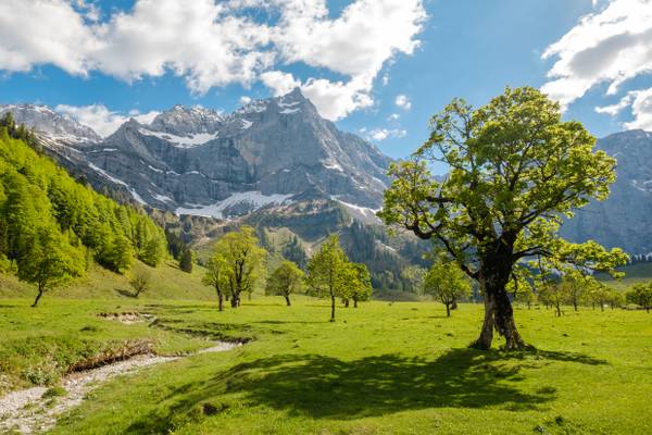 Großer Ahornboden