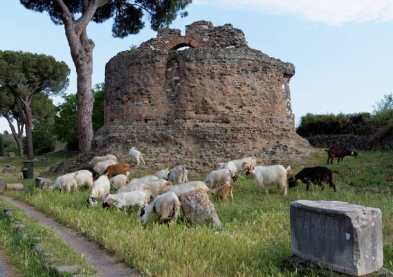 Goat Herd at the Via Appia Antica, Rome