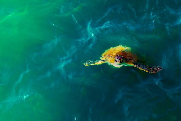 Sea turtle II
