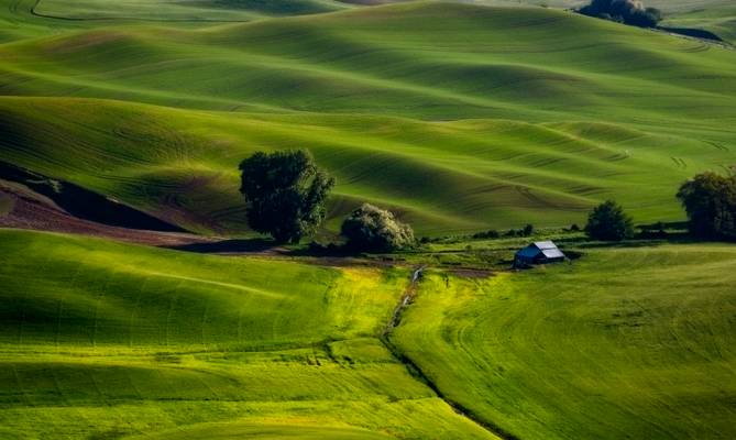 Spring Wheat Field in the Palouse