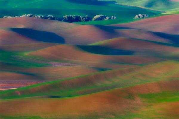 Palouse Hills in Pastel Light