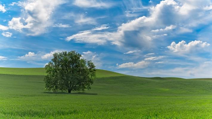 Lone Tree under a Palouse Sky