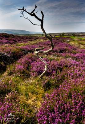 Dancing on the moor.