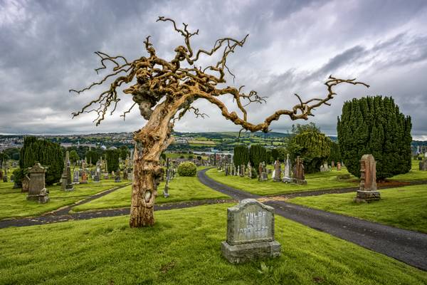 Grave with the Twisted Tree - Unknown "John Doe"