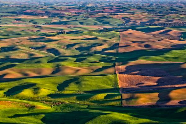 Fields in the Palouse