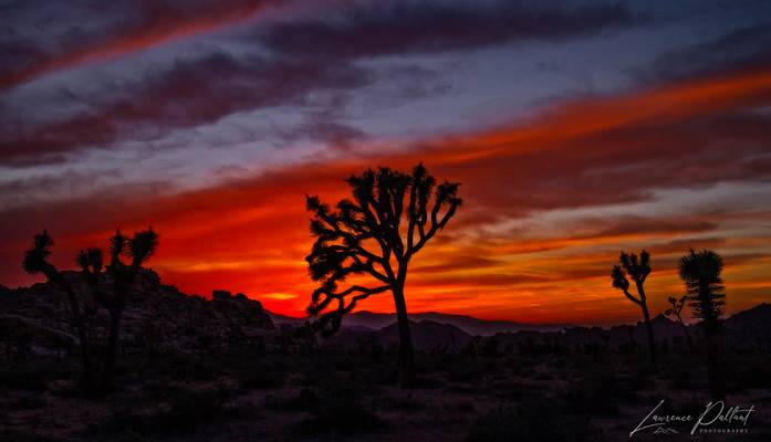 Desert Sunset