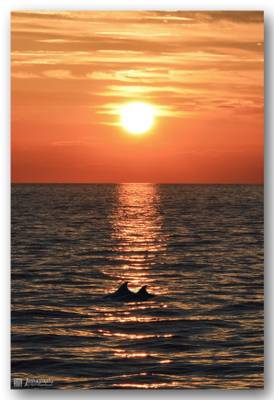 Dolphins under setting sun