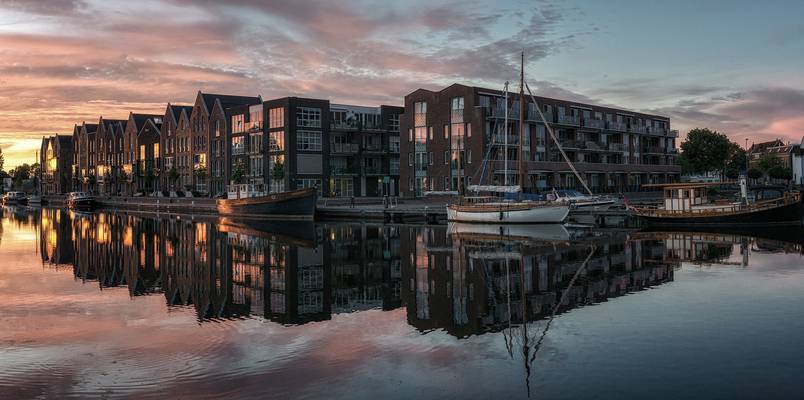 Morning glory, Haarlem