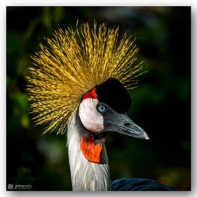 Crowned crane - Kronenkranich