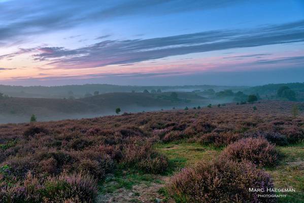 Morning on the Veluwe