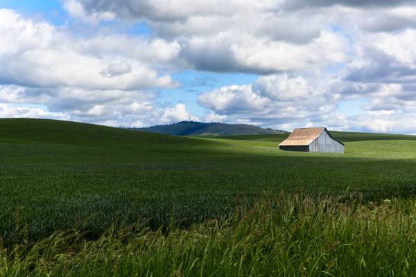 Barn in a Wheat Field