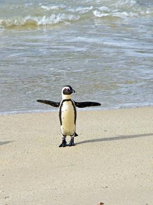 "Over-starched the tux again" Boulder Beach Table Mountain NP South Africa