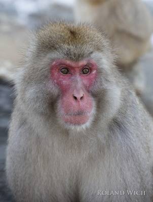 Shibu Onsen Snow Monkey Park