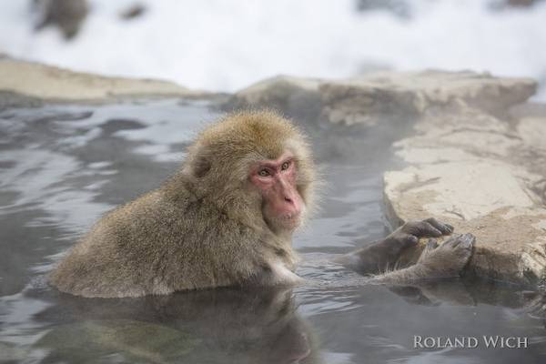 Shibu Onsen Snow Monkey Park