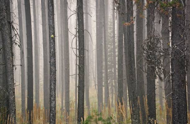 Pines in the haze of the Sprague Fire