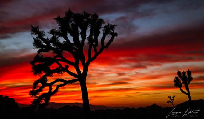 Joshua Tree Sunset