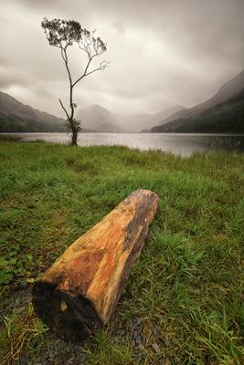 Birch Tree, Buttermere, Lake District
